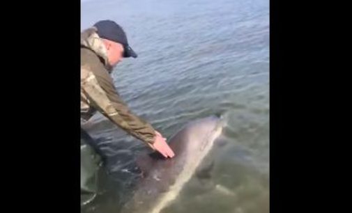 Сахалинцы спасли  обессиленного дельфиненка