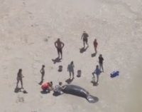 Во Флориде спасли ламантинов, которые выбросились на берег