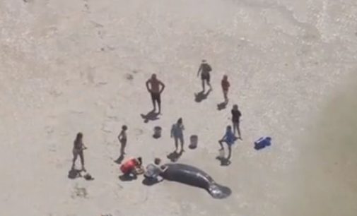 Во Флориде спасли ламантинов, которые выбросились на берег