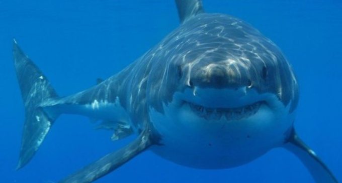 В Австралии дайвер залез в пасть к акуле и спас ей жизнь