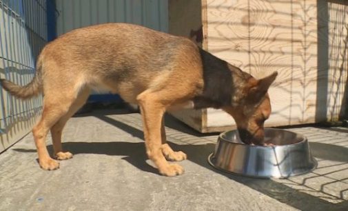 Перуанский болельщик вернулся в Россию за спасенной им бездомной собакой