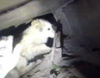 В Новосибирске диггеры вытащили щенка из коллектора