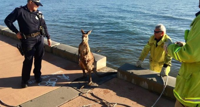 Спасение кенгуру из воды