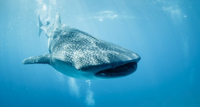 В Дубае спасли самую большую в мире акулу