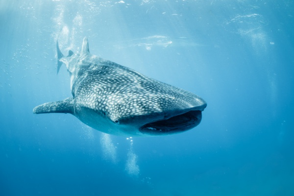В Дубае спасли самую большую в мире акулу