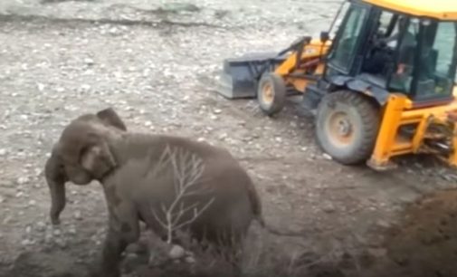 Спасение слоненка с помощью экскаватора
