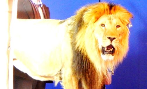 На съемочной площадке сериала «Гранд» появился живой лев!