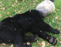 Спасение медвежонка из плена пластиковой банки