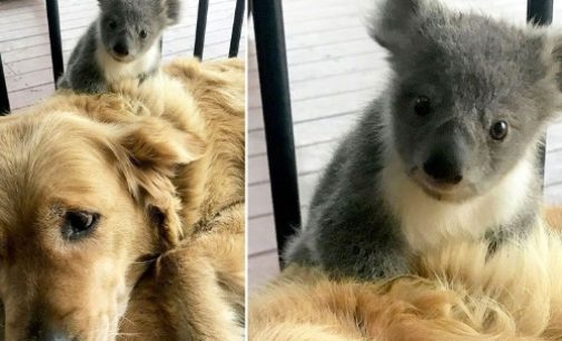 Золотистый ретривер спас от гибели детеныша коалы