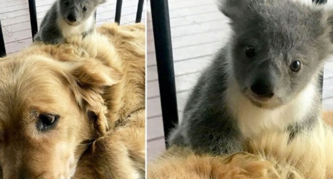 Золотистый ретривер спас от гибели детеныша коалы