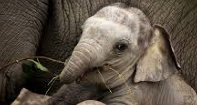 Три слона спасли тонущего слоненка