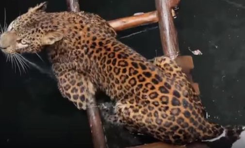 Спасение леопарда из колодца