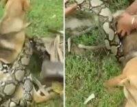 Дети отбили собаку у огромной змеи