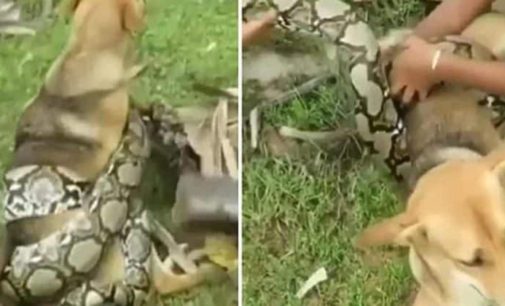 Дети отбили собаку у огромной змеи