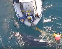 Спасение китёнка у берегов Австралии