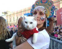 Детские дни в Республике котов: весело и безопасно