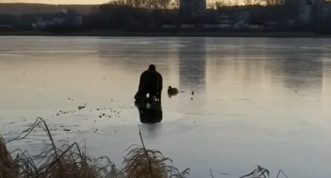 Екатеринбуржец прополз по тонкому льду Исети, чтобы освободить вмёрзшую утку