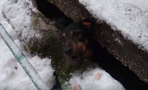 В Перми спасатели достали собаку, застрявшую между бетонными плитами