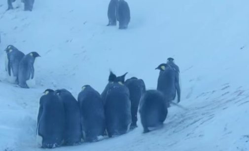 Журналисты BBC спасли погибающих пингвинов в Антарктиде