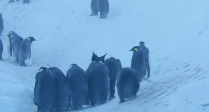 Журналисты BBC спасли погибающих пингвинов в Антарктиде