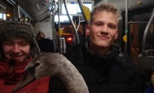 Рижские студенты спасли замерзшего лебедя