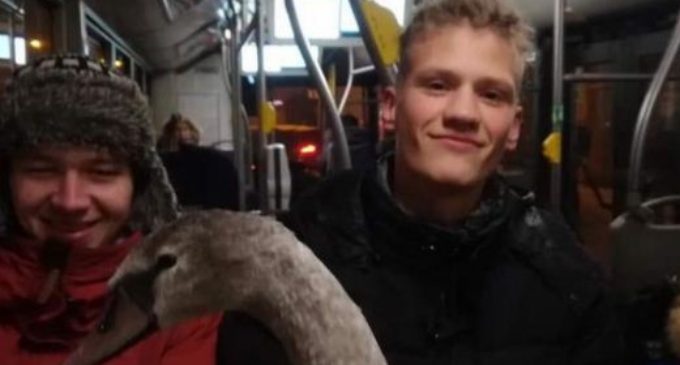 Рижские студенты спасли замерзшего лебедя