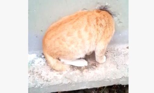 В Екатеринбурге спасли котика, который застрял в стене трансформаторной будки
