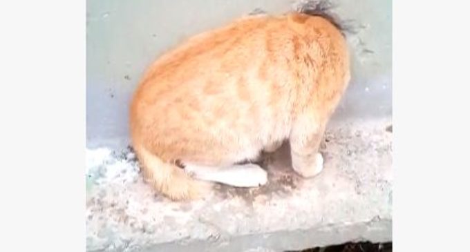 В Екатеринбурге спасли котика, который застрял в стене трансформаторной будки