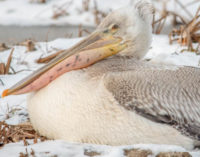 В Алтайском крае продолжается спасение пеликанов