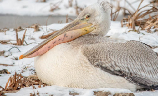 В Алтайском крае продолжается спасение пеликанов
