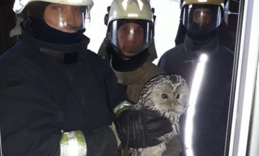 В Архангельске вызволили из плена сову, загнанную стаей ворон
