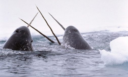 Выставка об Арктике проходит на ледоколе «Красин»