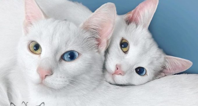 Самые красивые близнецы в мире — на новой выставке в Республике кошек