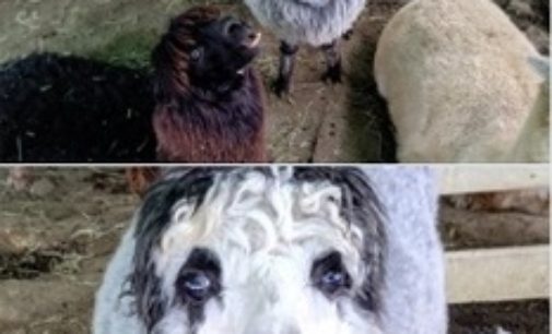 Необычного альпака с «человеческим лицом» обнаружили в Японии