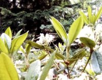 Финские рододендроны зовут! Когда меж елей и сосен — такое чудо…