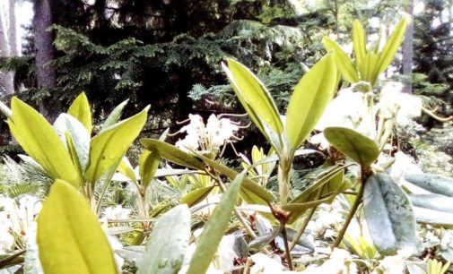 Финские рододендроны зовут! Когда меж елей и сосен — такое чудо…