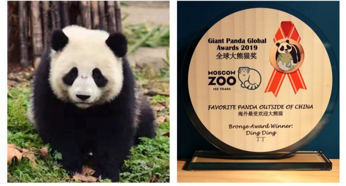 Московский зоопарк стал трижды лауреатом Международной панда-премии