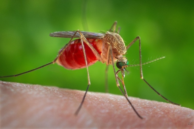 dlitelnost_zhizni_komara