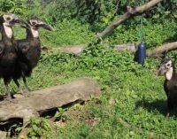 В Московском зоопарке родились два птенца кафрского ворона