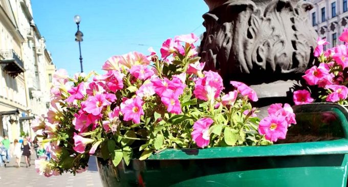 К майским праздникам город украсят полмиллиона цветов