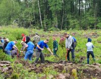 Добровольцев, восстанавливающих леса, наградят денежной премией