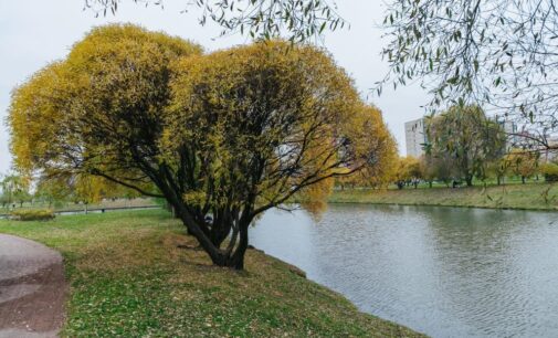 Петербургские сады и парки открыты для горожан