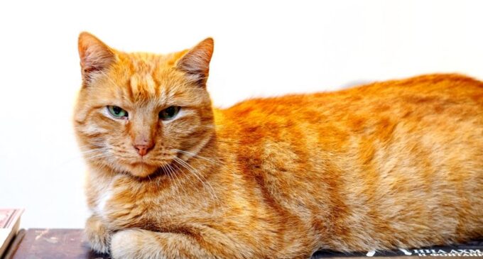Спасите Осю! Рыжий кот — сотрудник Музея Анны Ахматовой, похищен!