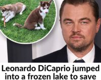 Леонадро Ди Каприо на съемках фильма спас двух собак из ледяного озера