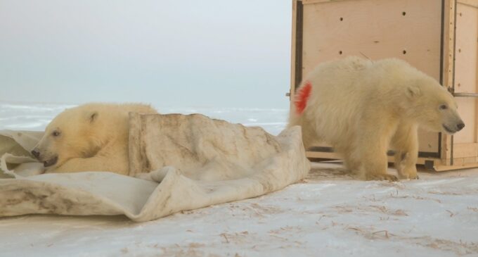 Ямальских медвежат Хару и Савэя перевезли в национальный парк «Гыданский»