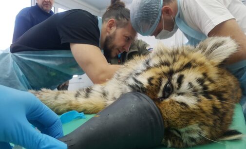 В Приморском крае спасают жизнь тигренку…