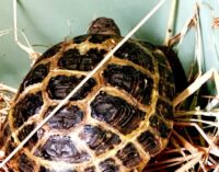 Росприроднадзор передал в Ростовский зоопарк двух редких черепах