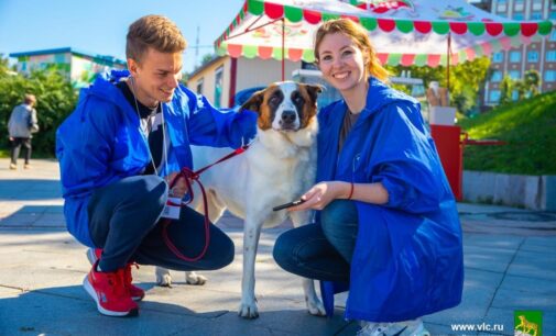 «Дорога домой»: на Спортивной набережной Владивостока — выставка беспородных собак