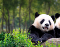 Мадридский зоопарк отмечает юбилей и день рождения панд-близнецов