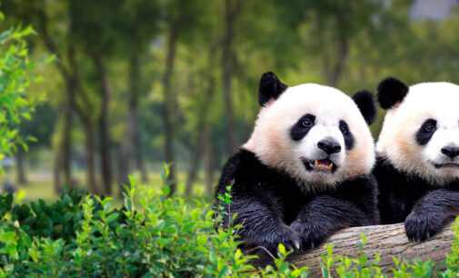 Мадридский зоопарк отмечает юбилей и день рождения панд-близнецов